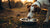 Why Does My Dog Pick Up His Empty Food Bowl? Understanding This Common Canine Behavior