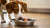 Why Does My Dog Play With His Empty Food Bowl? Understanding This Quirky Behavior