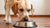 Why Does My Dog Push Food Bowl With Nose? Understanding the Behavior