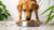 Why Does My Dog Push Her Food Bowl Around? Understanding This Quirky Behavior