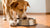 Why Does My Dog Put Her Paw in Water Bowl? Understanding the Quirks of Our Furry Friends-140793741551