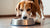 Why Does My Dog Put Paws in Water Bowl? Understanding This Behavior and What It Means-140797182191