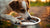 Why Does My Dog Put Their Paw in Their Water Bowl? Understanding This Common Canine Behavior-140793446639