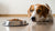 Why Does My Dog Refuse to Eat Dog Food? Understanding Your Pup's Picky Eating Habits-140135006447