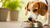 Why Does My Dog Run Away From His Food Bowl? Understanding Your Pet's Eating Habits