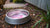 Why Does My Dog's Water Bowl Turn Pink? Understanding and Preventing This Common Issue-140791349487