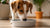 Why Does My Dog Scratch His Water Bowl? Understanding This Common Behavior-140797051119