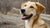 Why Does My Dog Smell Like Biscuits? Understanding the Odor Phenomenon-141106872559