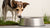 Why Does My Dog Sneak Up on Her Water Bowl? Understanding Canine Behavior