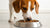 Why Does My Dog Sniff Around His Food Bowl? Understanding Canine Behavior