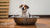 Why Does My Dog Splash in Their Water Bowl? Understanding Canine Behavior and Solutions-140797116655
