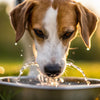Why Does My Dog Splash Water Out of His Bowl?