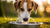 Why Does My Dog Splash Water Out of His Bowl? Understanding the Behavior