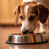 Why Does My Dog Take Food Out of Bowl?