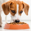 Why Does My Dog Take Food Out of the Bowl to Eat? Understanding this Common Canine Behavior