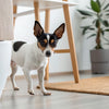 Why Does My Dog Take Kibble Out of the Bowl? Understanding Your Pup's Eating Habits
