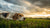 Why Does My Dog Throw Up After Exercise? Understanding the Causes and Solutions