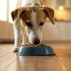 Why Does My Dog Tip His Food Bowl Over