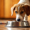 Why Does My Dog Tip Over His Water Bowl? Understanding Canine Behavior