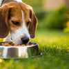 Why Does My Dog Try to Bury Her Food Bowl?