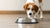 Why Does My Dog Walk Slowly to His Water Bowl? Understanding Your Canine Companion’s Behavior-140795674863