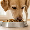 Why Does My Dog Want to Eat Cat Food? Understanding the Canine Curiosity