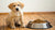 Why Does My Puppy Not Want to Eat Dog Food? Understanding the Causes and Solutions-140217483503