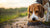 Why Does Wet Food Give My Dog Diarrhea? Understanding the Causes and Solutions