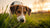Why Doesn’t My Dog Eat Dog Food? Understanding Your Pup's Preferences and Solutions