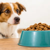 Why Doesn’t My Dog Eat Dry Food? Understanding the Reasons Behind Your Pup’s Disinterest