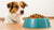 Why Doesn’t My Dog Eat Dry Food? Understanding the Reasons Behind Your Pup’s Disinterest