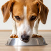 Why Doesn’t My Dog Eat His Dry Food? Understanding the Reasons and Solutions