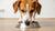 Why Doesn’t My Dog Eat His Dry Food? Understanding the Reasons and Solutions