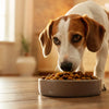 Why Dog Won’t Eat Dry Food: Understanding the Reasons and Solutions