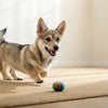 Why Dogs Can't Eat Chocolate: Understanding the Risks and Consequences
