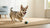 Why Dogs Can't Eat Chocolate: Understanding the Risks and Consequences