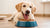 Why Dogs Love Food So Much: Understanding Their Deep Connection with Eating