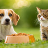 Why Shouldn’t Dogs Eat Cat Food? Risks and Routine Tips