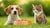 Why Dogs Shouldn't Eat Cat Food: Understanding the Nutritional Divide