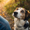 Why Dogs Shouldn't Eat Human Food: A Guide for Responsible Pet Owners