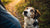 Why Dogs Shouldn't Eat Human Food: A Guide for Responsible Pet Owners