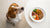 Why Dogs Shouldn't Eat Human Food: Understanding the Risks and Best Practices