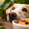 Why Dogs Sometimes Refuse Food: Understanding the Reasons and Solutions
