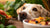 Why Dogs Sometimes Refuse Food: Understanding the Reasons and Solutions