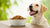 Why Feed Grain-Free Dog Food: Understanding the Pros and Cons
