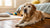Why Feed Senior Dog Food: Understanding the Nutritional Needs of Aging Dogs-141045727471