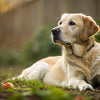 Why Feed Your Dog Grain-Free Food: A Comprehensive Guide