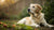 Why Feed Your Dog Grain-Free Food: A Comprehensive Guide