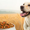 Why Grain-Free Dog Food Might Be the Best Choice for Your Dog