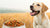 Why Grain-Free Dog Food Might Be the Best Choice for Your Dog